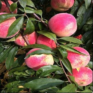 桃树苗5桃树种植 香脆可口 当年结果苗 南北皆适宜种植