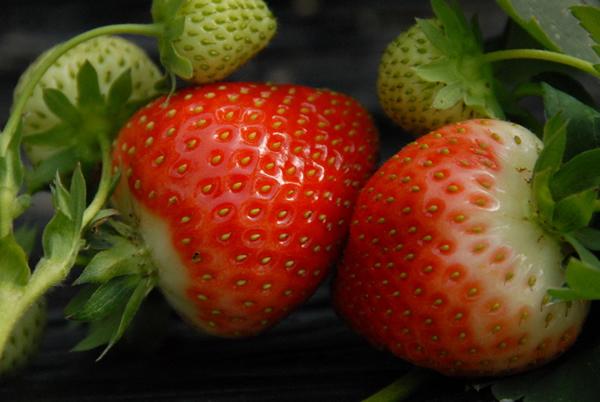 江苏草莓苗,最新品种草莓苗,脱毒草莓苗,草莓栽培技术,草莓批发销售