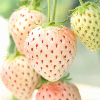 种花王大爷 草莓盆栽苗家庭可食用带盆土四季种植阳台水果苗