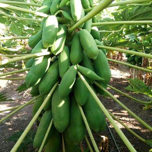 红妃木瓜种子高产红心木瓜种籽籽水果木瓜种孑多年生盆栽室外种植