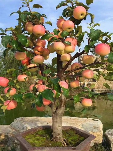带果发货苹果树盆栽果苗矮化地栽各种水果苗南方北方阳台四季种植