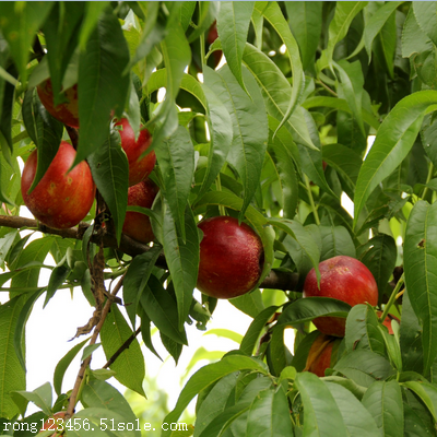 新48油桃油桃销售价格油桃的种植基地